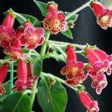 Lucifer Kohleria Japon Küpelisi Çiçeği Fidesi (Mini Potta(Kopya)
