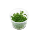 Ludwigia Arcuata In Vitro 200cc Canlı Bitki