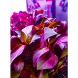 Ludwigia Grandulosa Akvaryum Bitkisi Canlı Bitki 5 Dal