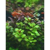 Ludwigia Green 5 Dal Kusursuz Form Akvaryum Bitkisi Canlı Bitki - Çok Renkli