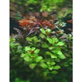 Ludwigia Green 5 Dal Kusursuz Form Akvaryum Bitkisi Canlı Bitki
