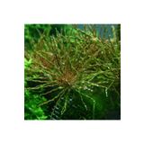 Ludwigia Inclinata Tornado Saksı Canlı Bitki