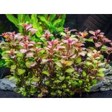 Ludwigia Mini Süper Red Akvaryum Bitkisi Yeşil Formda 5 Dal