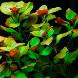 Ludwigia Ovalis Akvaryum Bitkisi Canlı Bitki 5 Dal