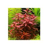 Ludwigia Peruensis Saksı Canlı Bitki p112