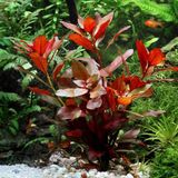 Ludwigia Repens Gül 5 Dal Kusursuz Form Akvaryum Bitkisi Canlı Bitki