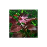 Ludwigia Repens Rubin Saksı Canlı Bitki TR-P292