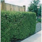 Lükstür Bitkisi Tohumu (Ligustrum)
