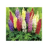 Lupinus Acı Bakla Çiçeği Tohumu - 5 Adet