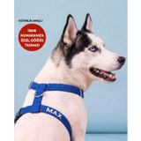 Lusi Doog Güvenlik Amaçlı Numaralı İsimli Köpek Göğüs Tasması Kişiye Özel Göğüs Tasması I Küçük ve Orta Irk Köpekler I Renk Seçenekli (Mavi, S)