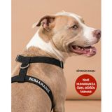 Lusi Doog Güvenlik Amaçlı Numaralı İsimli Köpek Göğüs Tasması Kişiye Özel Göğüs Tasması I Küçük ve Orta Irk Köpekler I Renk Seçenekli (Siyah, S)