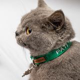 Lusi Doog İsimli Kedi Tasması Kedi Boyun Tasması Ayarlanabilir (CHARM DAHİL DEĞİL) (Yeşil)