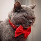 Lusi Doog İsimli Papyonlu Kedi Boyun Tasması Papyonlu Kedi Tasması Papyonlu Tasma, Büyük ve Küçük Kediler için Ayarlanabilir, Renk Seçenekli