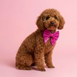 Lusi Doog İsme Özel Dişi Köpek Papyonu ve Boyun Tasması İsimli Papyonlu Tasma Papyon Seti I Küçük, Orta ve Büyük Irk Köpekler I Renk Seçenekli (Pembe, M)