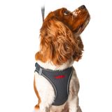 Lusi Doog Kişiye Özel Airmesh Köpek Göğüs Tasması İsimli Göğüs Tasması I Küçük ve Orta Irk Köpekler I Renk Seçenekli (Gri, 2XS)