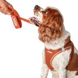 Lusi Doog Kişiye Özel Airmesh Köpek Göğüs Tasması İsimli Göğüs Tasması I Küçük ve Orta Irk Köpekler I Renk Seçenekli (Kahverengi, 2XS)
