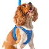 Lusi Doog Kişiye Özel Airmesh Köpek Göğüs Tasması İsimli Göğüs Tasması I Küçük ve Orta Irk Köpekler I Renk Seçenekli (Mavi, XS)