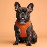 Lusi Doog Kişiye Özel Airmesh Köpek Göğüs Tasması İsimli Göğüs Tasması I Küçük ve Orta Irk Köpekler I Renk Seçenekli (Turuncu, M)