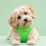 Lusi Doog Kişiye Özel Airmesh Köpek Göğüs Tasması İsimli Göğüs Tasması I Küçük ve Orta Irk Köpekler I Renk Seçenekli (Yeşil, XS)