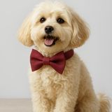 Lusi Doog Köpek Tasması Papyonlu Papyonlu Köpek Tasması Boyun Tasması I Küçük, Orta ve Büyük Irk Köpekler I Renk Seçenekli (Bordo, M)