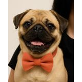 Lusi Doog Köpek Tasması Papyonlu Papyonlu Köpek Tasması Boyun Tasması I Küçük, Orta ve Büyük Irk Köpekler I Renk Seçenekli (Turuncu, S)