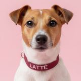 Lusi Doog Numaralı İsimli Köpek Tasması İsimli Tasma Kişiye Özel Köpek Boyun Tasması I Küçük, Orta ve Büyük Irk Köpekler I Renk Seçenekli (Bordo, M)