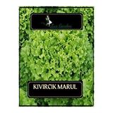 Lux Garden Kıvırcık Marul Tohumu 320 Adet