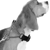 M-Pets Kombi Collar 30-38 cm S Köpek Eğitim Tasması