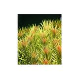 Mabelme Limnophila Aromatica Saksı Canlı Bitki L109