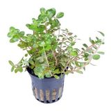 Mabelme Rotala Rotundifolia Saksı Canlı Bitki