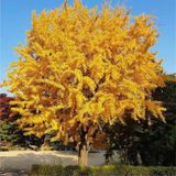 Mabet Ağacı Fidanı Ginkgo Biloba - 1-2 Yaşında Dayanıklı Ve Şif
