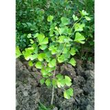 Mabet Ağacı Ginkgo Biloba Fidanı 15 25 Cm Boy - 2 Yaş