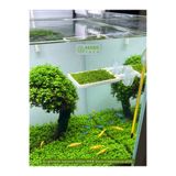 Mabs Tech Vantuzlu Moss Balkonu Tel Tutucu 3D Moss Rafı – 5x5 Moss Tellerinizi Cama Şık ve Kaymaz Şekilde Sabitleyin!