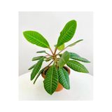 Madagascar Jewel | Euphorbia Leuconeura + Terracotta Saksı