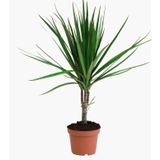 Madagaskar Dragon Ağacı (Dracena Marginata)