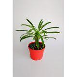 Madagaskar Palmiyesi fidanı köklü kırmızı saksıda Pachypodium Lamerei özel tür hediyelik kaktüs
