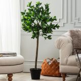 Madame Coco Fleurir Saksılı Bitki