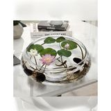 Magarsus 10 Adet Tohum Nadir Bulunan Pembe Lotus Çiçeği Tohumu Lotus Su Çiçeği Tohumu Nilüfer Çiçeği Tohumu