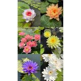 Magarsus 10 Adet Tohum Nadir Karışık Renkler Kutsal Kase Lotus Çiçeği Tohumu