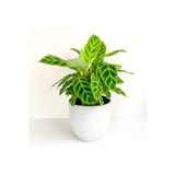 Maison Plants Calathea Zebrina (dua Çiçeği)