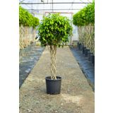 Maki Bahçe Dünyası Kafes Örgülü Bitki Ficus Benjamin Sütun 120-140 Cm