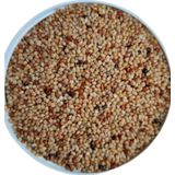 Malatya Yem 10 Kg Muhabbet Kuşu Özel Üretim Yemi - Zengin Içerik -Yüksek Kalite