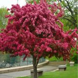 Malus Floribunda Prunifolia Süs Elması Tohumu (5 Tohum)