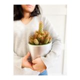 Mammillaria Elongata Kaktüs Gri Toprak Saksı