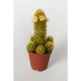 Mammillaria Elongata, Lady Finger, Beyaz Çiçekli Kaktüs, Bol Yavrulu (5.5 cm Saksıda)