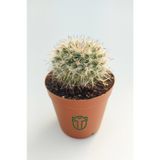 Mammillaria Hahniana Nadir Tür Kaktüs 5.5 cm Saksida