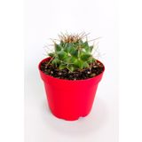 Mammillaria Magnimamma Nadir Kaktüs Özel Tür Nadide Kaktus Tekli Kaktüs 8.5 cm Saksıda