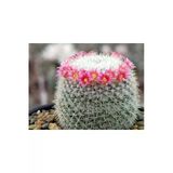 Mammillaria Matudae - Kaynana Topuzu Kaktüsü (Beyaz Çiçekli) 12Cm Saksıda Büyük Boy