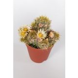 Mammillaria Prolifera Teksas Meme Kaktüsü Krem Çiçek Açan Kaktüs 5.5 Cm Saksıda