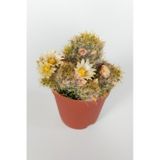 Mammillaria Prolifera Teksas Meme Kaktüsü Krem Çiçek Açan Kaktüs